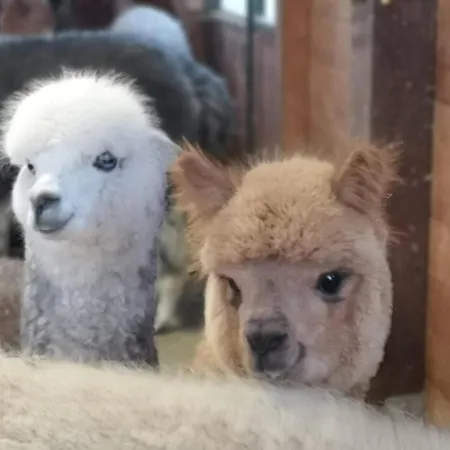 B&B Canossalpaca-2